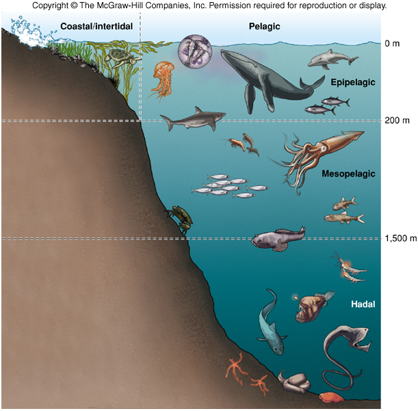 Under the Sea: Ocean Zones