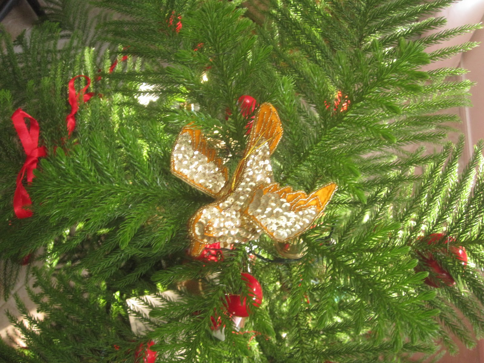 Tropical Texana NORFOLK ISLAND PINE CHRISTMAS TREE THIS YEAR'S TREE