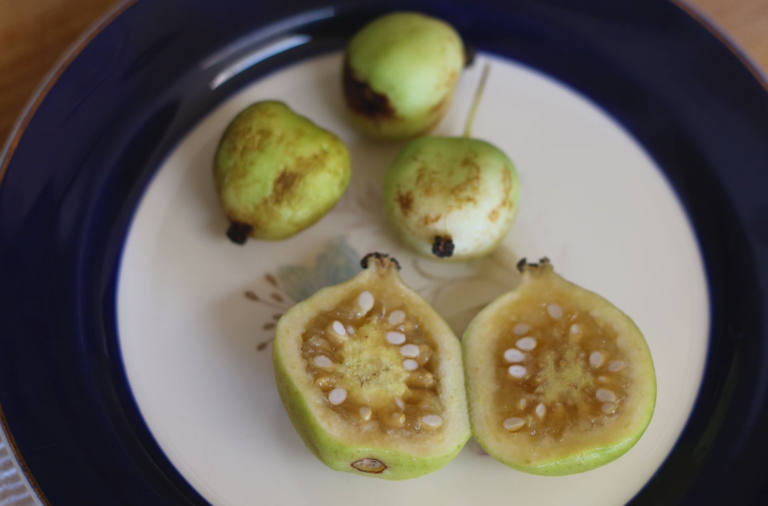 66 Square Feet (Plus): Strange fruit