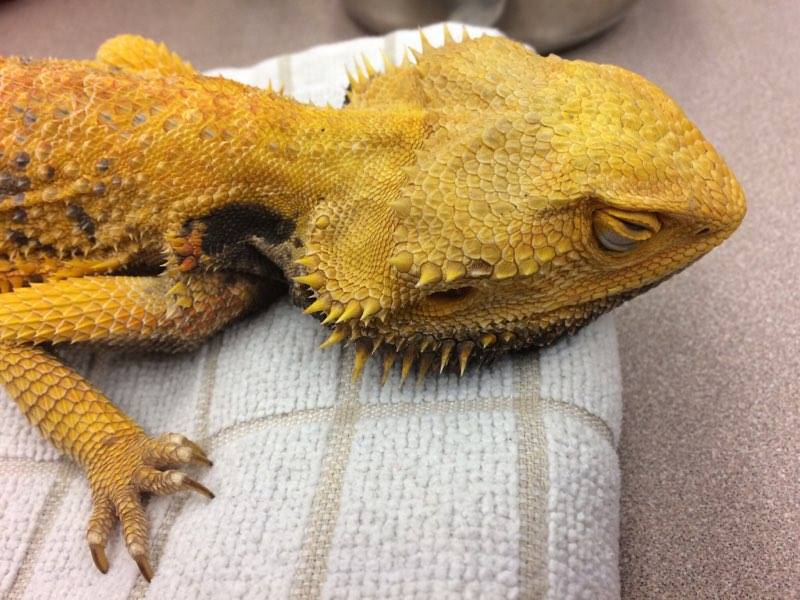 bearded-dragon-belly-stress-marks-3.jpg