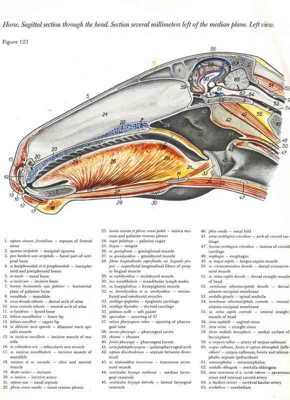 horse-cavalo-skull-anatomy-anatomia-cranio-maxilar-sinusal-sinuses-vetarq-muscle-musculatura-bone-osso-veias-arterias