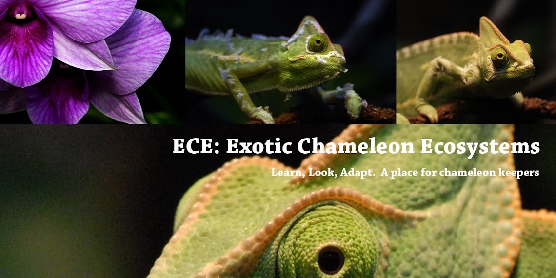 ECE: Exotic Chameleon Ecosystems