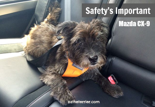 Oz the Terrier says Buckle Up Your Pup in Mazda CX-9