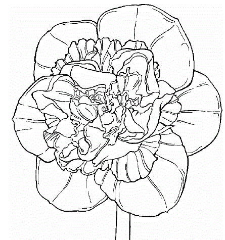 Daffodil Coloring Pages
