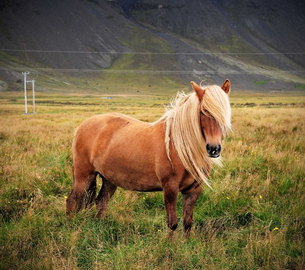Все про тварин Ісландський кінь (Icelandic horse)