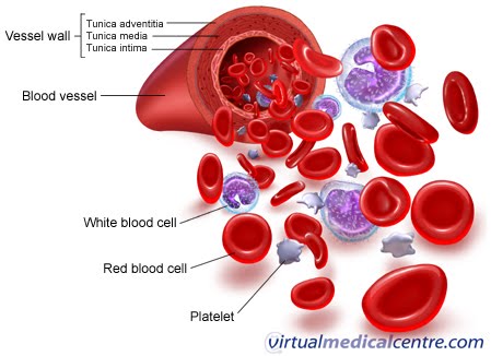 Sel darah yang memiliki umur 120 hari adalah