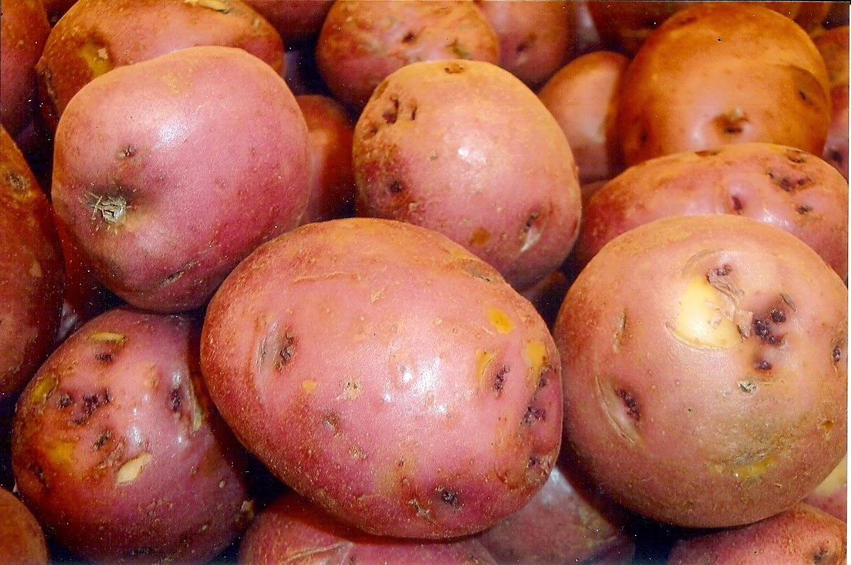 must knowVitamin C and its Sources Health Mania