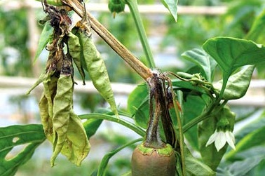 penyakit cabe dan cara mengatasinya penyakit cabe dan cara mengatasinya