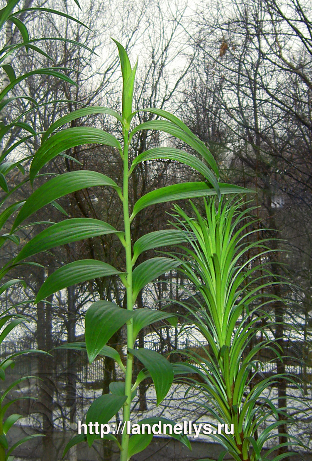 королевская лилия растение. лилия королевская белая. какие листья у лилии. лилия моросини. лилия листья.