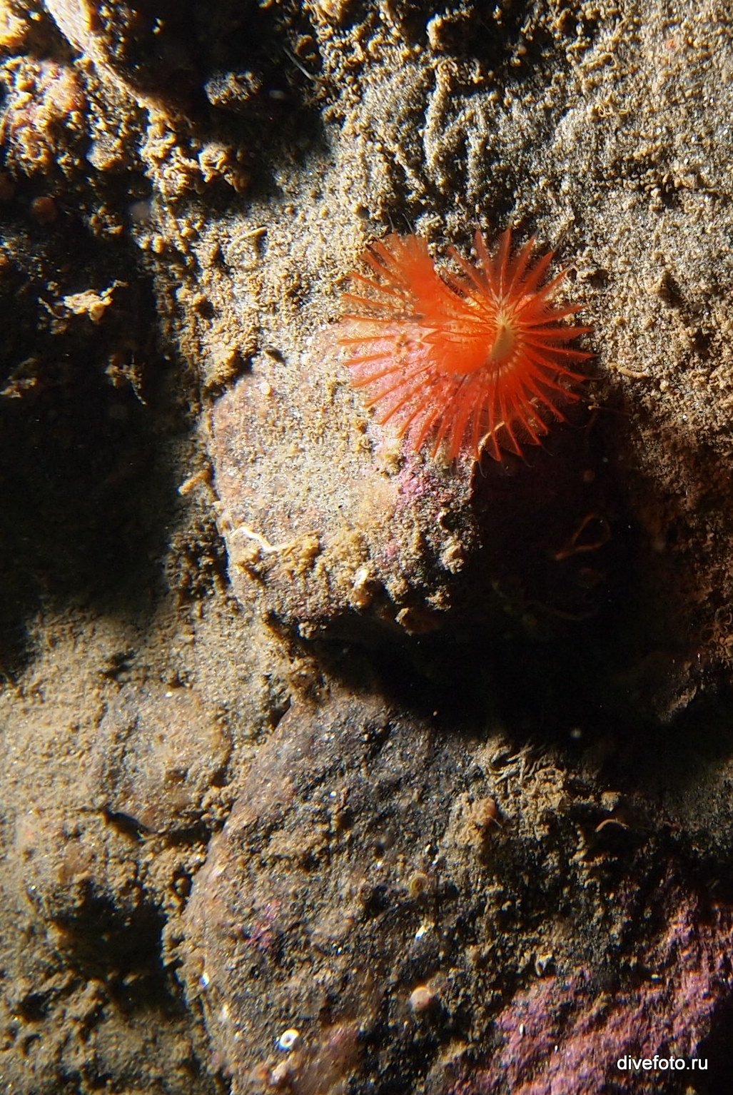 Морской червь белое море