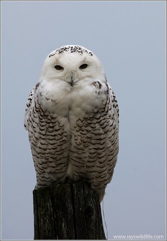 You can has OWLS!: It Is Time For Snowy Owls!