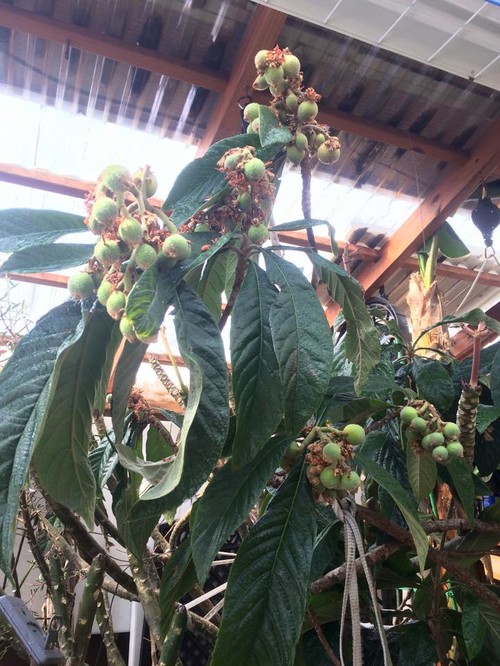 How to Grow Loquat, Growing Loquat Tree from Seed - Everything About Garden