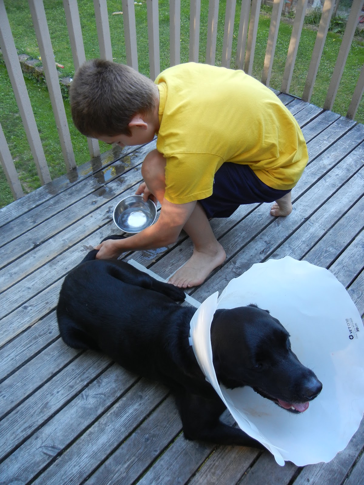 Adorable Labrador Retriever Tail Injury l2sanpiero