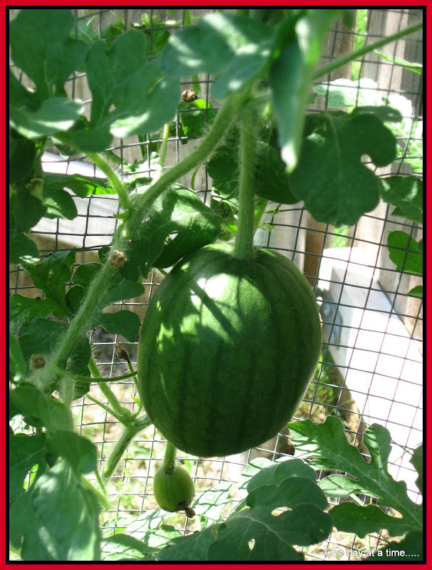 One day at a time..... Wordless melons....look how