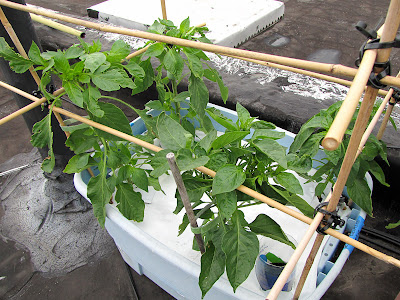 Bucolic Bushwick Rooftop Vegetable Garden Pepper Plants