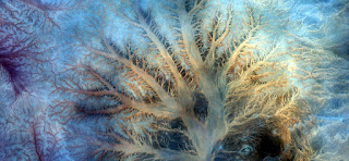 Peacock,Stone plant fantasy,Abstract Naturalism,abstract photography deserts of Africa from the air,abstract surrealism,mirage in desert,fantasy colors in sand,flowers, leaves,roots,fantasy peacock Peacock,Stone plant fantasy,Abstract Naturalism,abstract photography deserts of Africa from the air,abstract surrealism,mirage in desert,fantasy colors in sand,flowers, leaves,roots,fantasy peacock