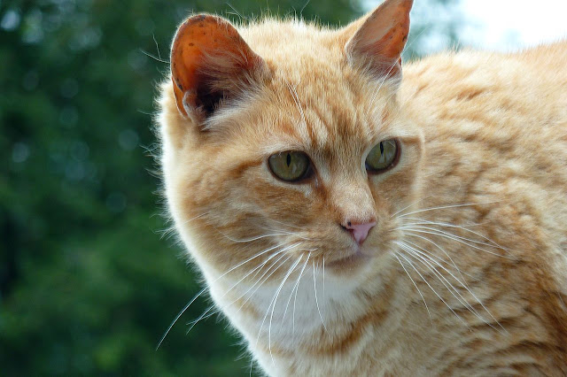 Coppertop the Orange-Ginger tuxedo cat, always friendly