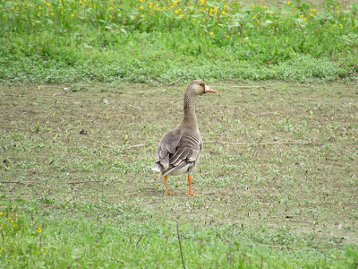 Sacramento National Wildlife Refuge