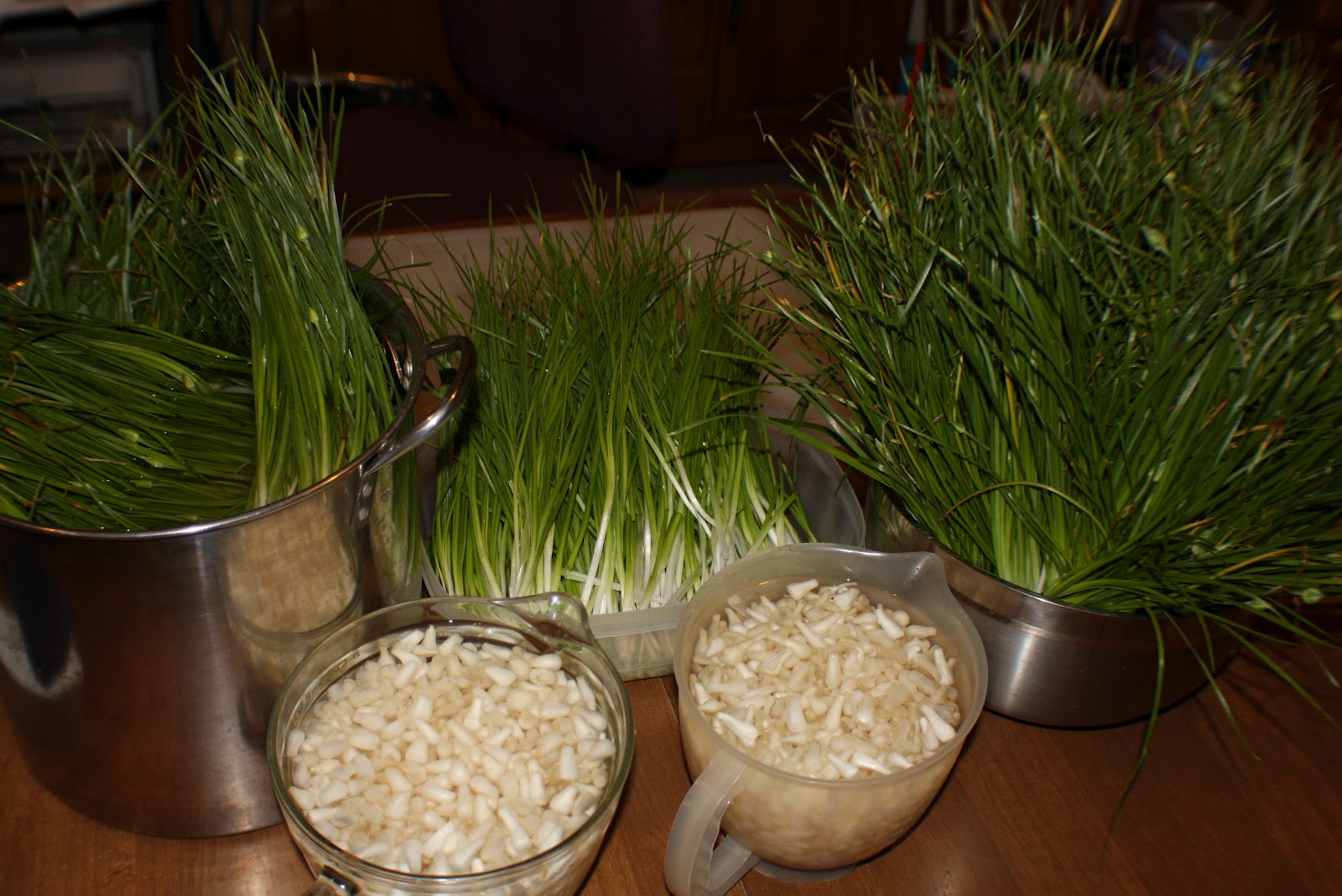 Lady of the Shire Wild Onions!