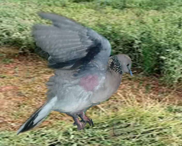 Berburu Burung Derkuku Dengan Mp3