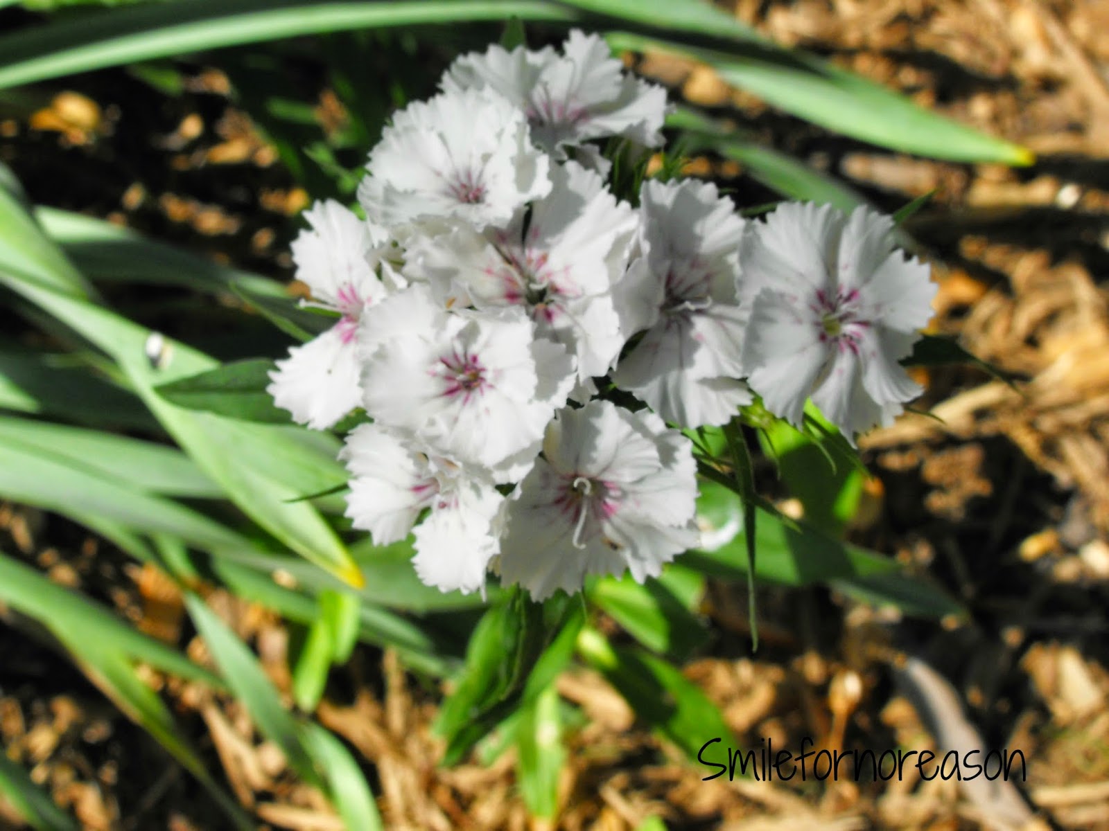 small white flower