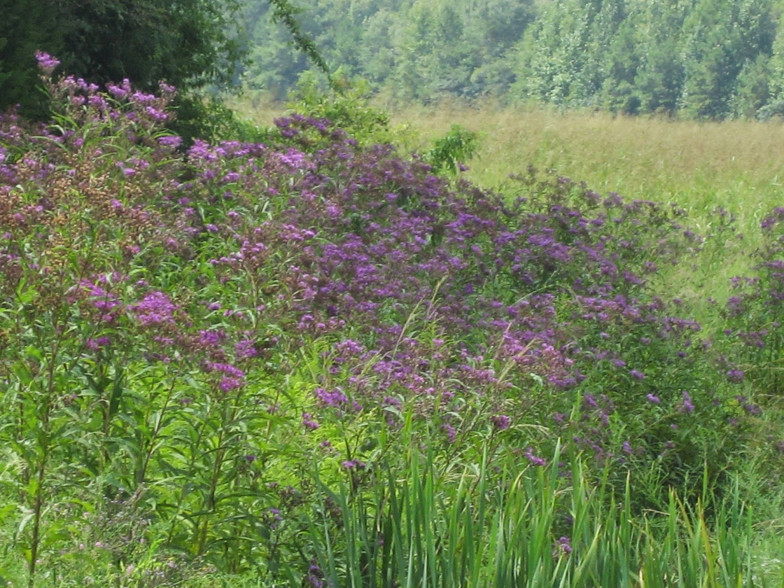 Discovering His Creation Giant IronweedTall Ironweed (Vernonia