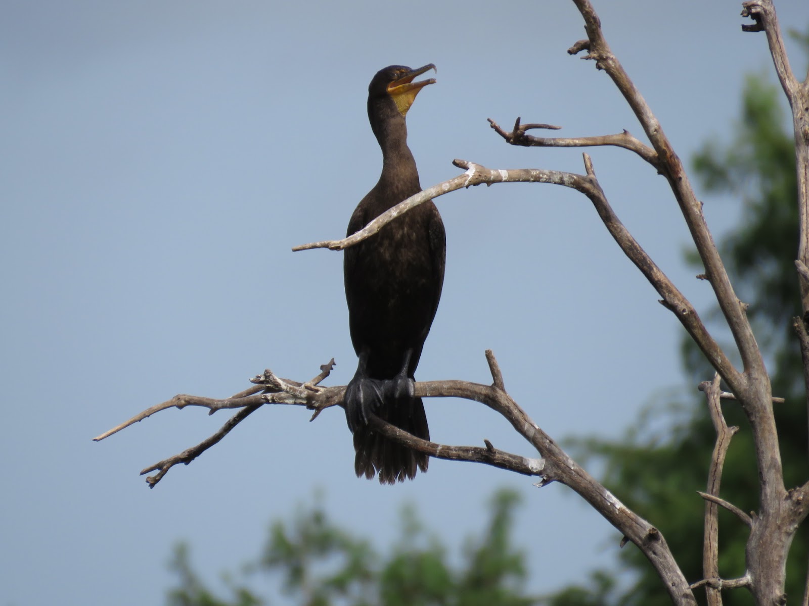 Bird & Travel Photos, Birding Sites, Bird Information DOUBLECRESTED