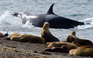 ataque de orca con captura de lobito marino en Punta Norte