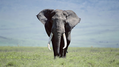 Best Elephant Wallpaper ,pics,images