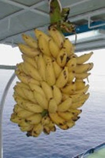 パラオ　ダイビング　パラオ産バナナ