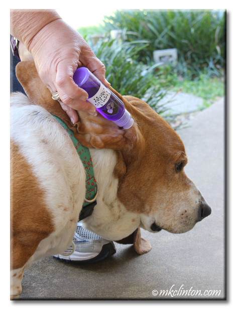 Barking From The Bayou