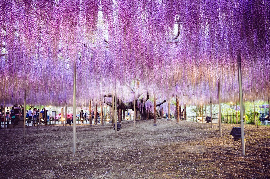 This 144-Year-Old Wisteria In Japan Looks Like A Pink Sky