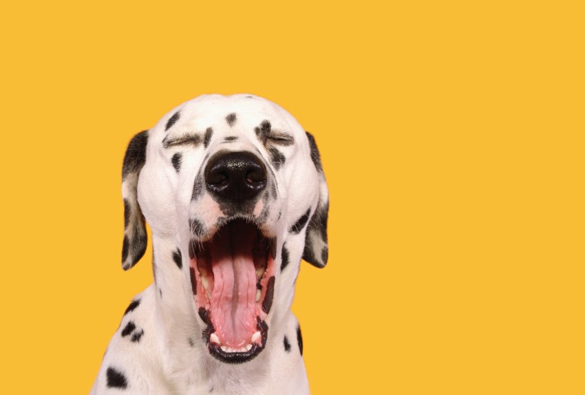 Das Kontor ☚ +++HERRCHEN ODER FRAUCHEN GÄHNEN, DER HUND AUCH, oder