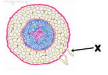 Contoh RPP SMP Kelas VIII Struktur dan Fungsi Jaringan Tumbuhan