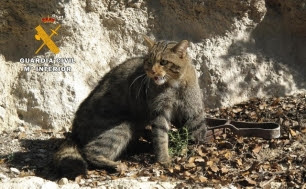 Rescatan un ejemplar de gato montés atrapado en un cepo en Motilleja (Albacete)