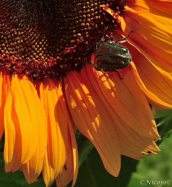 Foto's en korte verhalen uit Spanje: Meer insecten in Spanje.