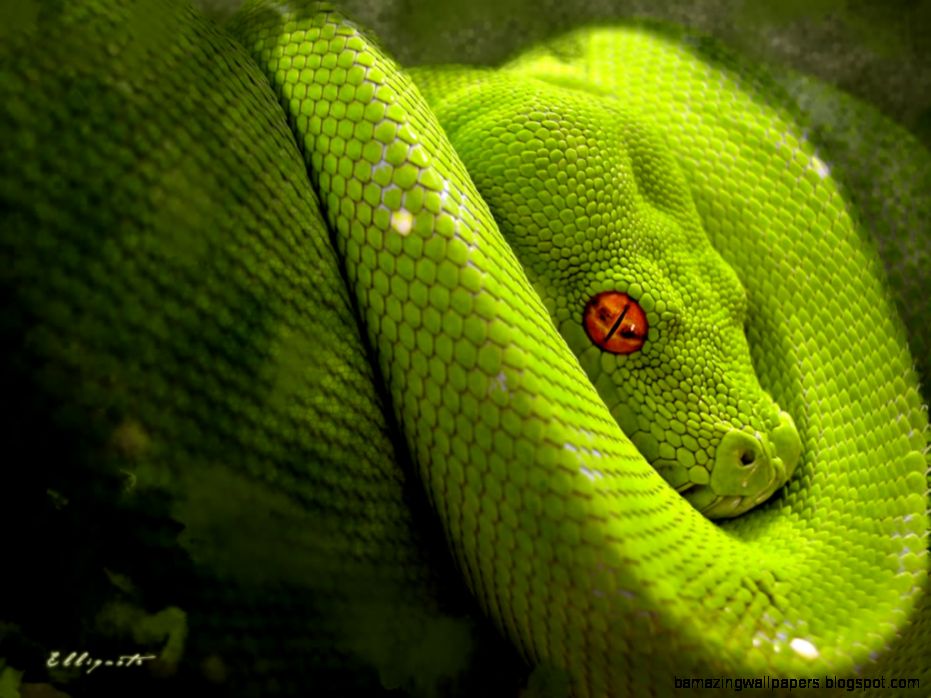 Snake Desktop Wallpapers  Snake HD Images  Cool Wallpapers