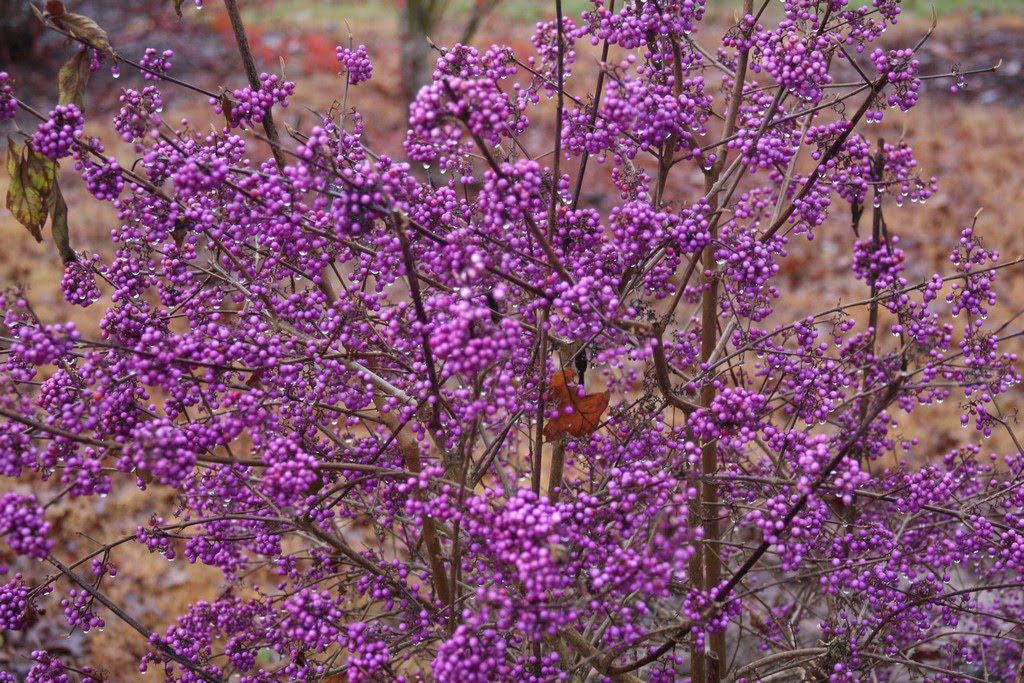 My Nice Garden The Bougainvillea A Very Versatile Plant