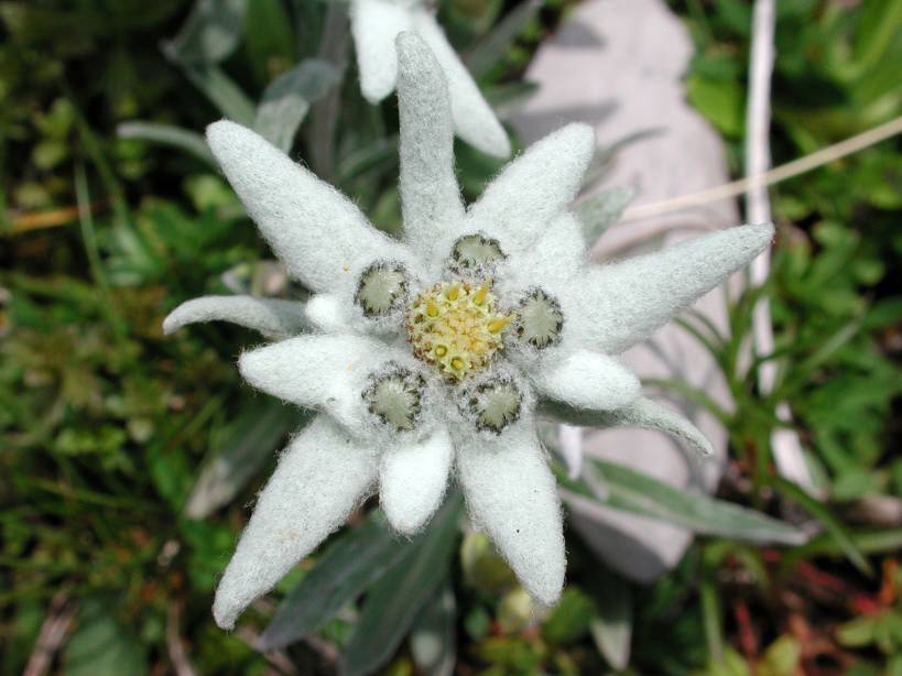Gambar Bunga  Edelweis Cantik Dan Mempesona 