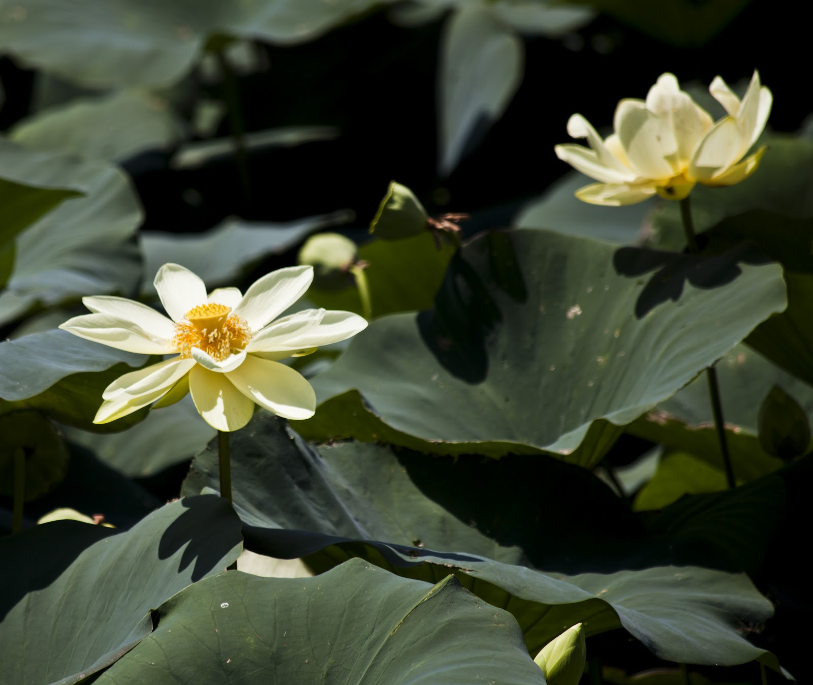 Walking Arizona Water Lilies on the Mississippi River