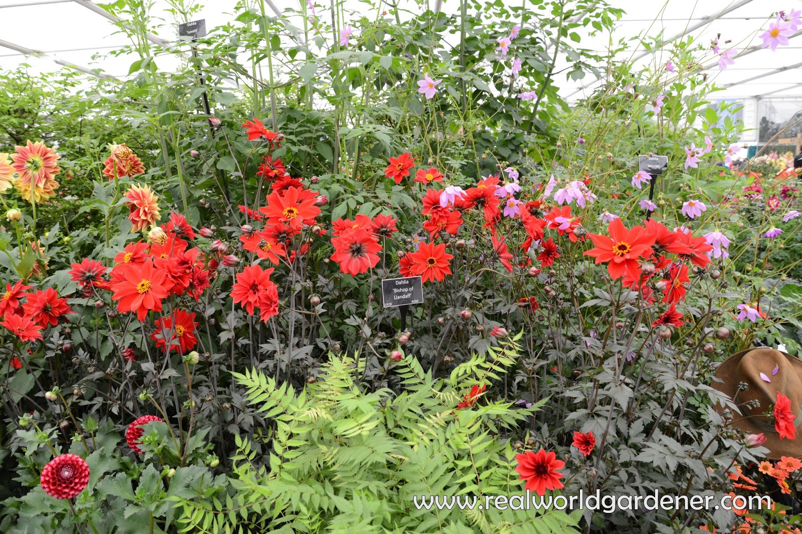 Gaura Perennial Care Growth Needs Of The Gaura Plant