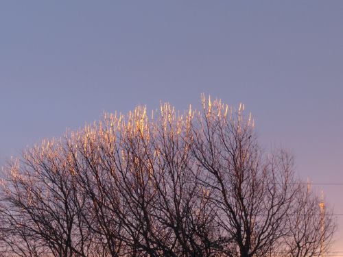 sunrise with glowing trees