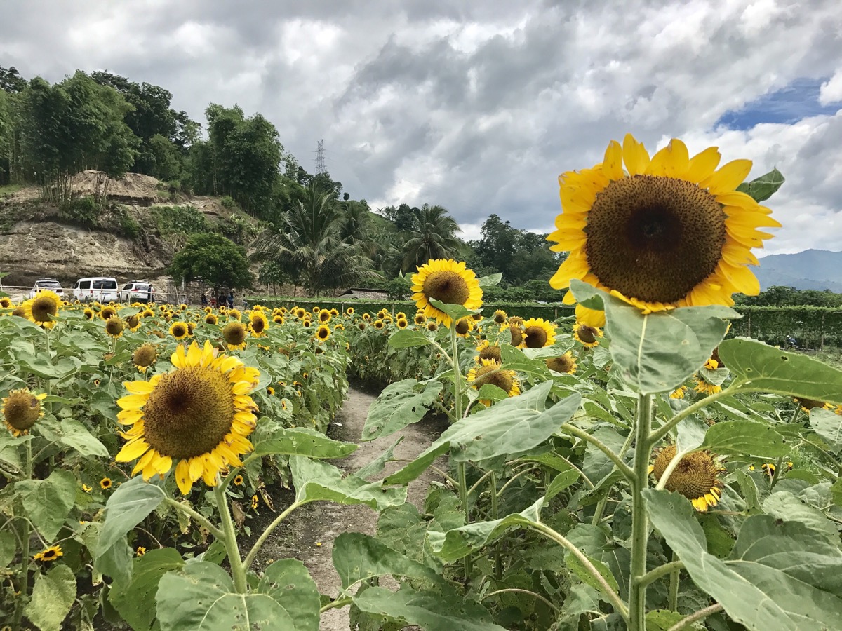 SUNFLOWER FESTIVAL at Tupi’s BLOOMING PETALS AGRITOURISM PARK
