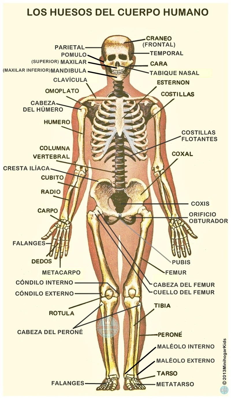 Esqueleto Humano Con Todas Las Partes Imagui