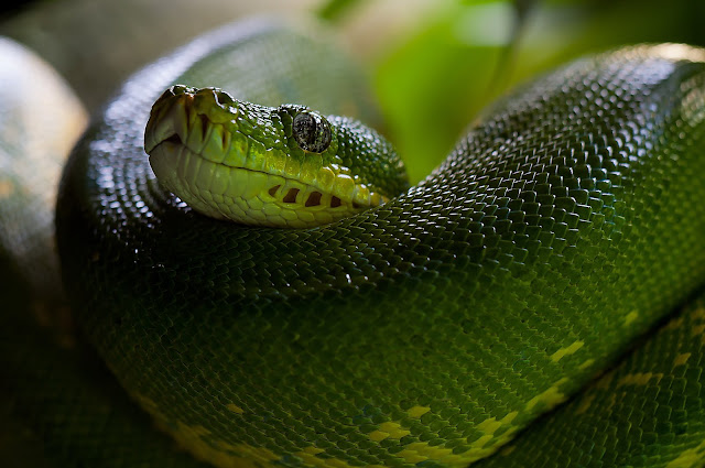 green tree python