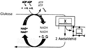 Skema proses respirasi anaerob Skema proses respirasi anaerob