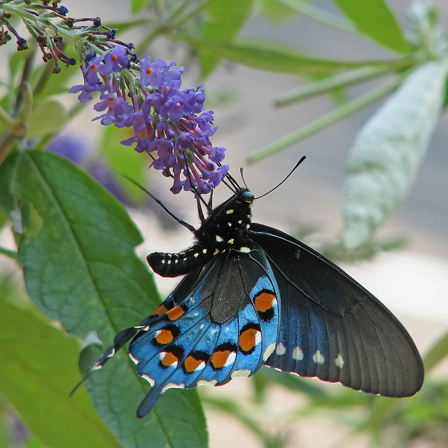 The Sublime Swallowtail Butterfly The Ark In Space