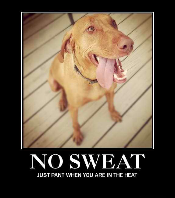 Pawsitive Words No Sweat