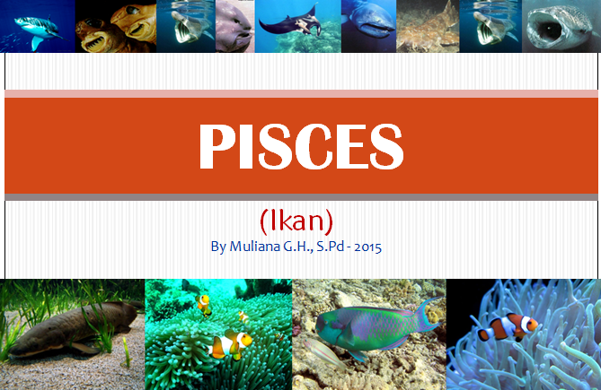 48 Gambar Hewan Kelas Pisces HD Terbaik