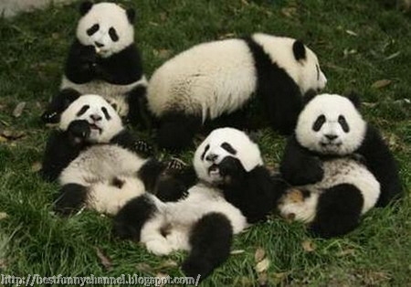 Funny panda eating